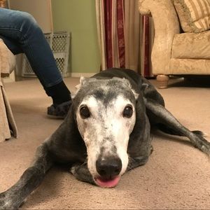 Meet your Posher, Gianna